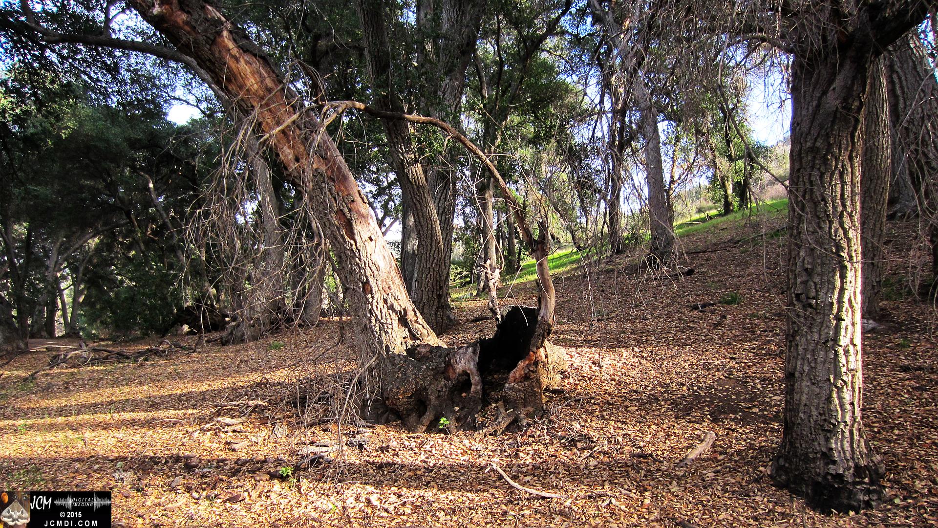 Whitney Canyon burned-out Oak